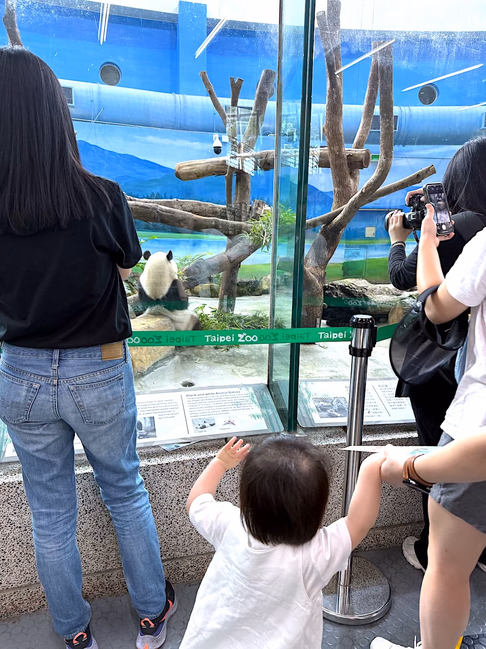 Alexandra sees a real panda for the first time — completely fascinated.
